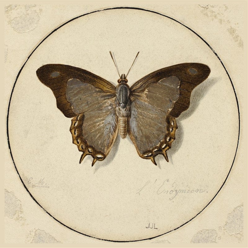 Art Print 20.4 L'Endymien