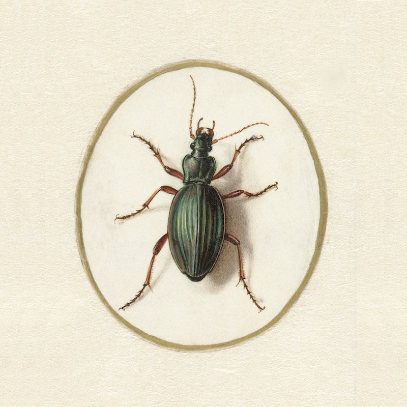 Cushion cover Golden Beetle