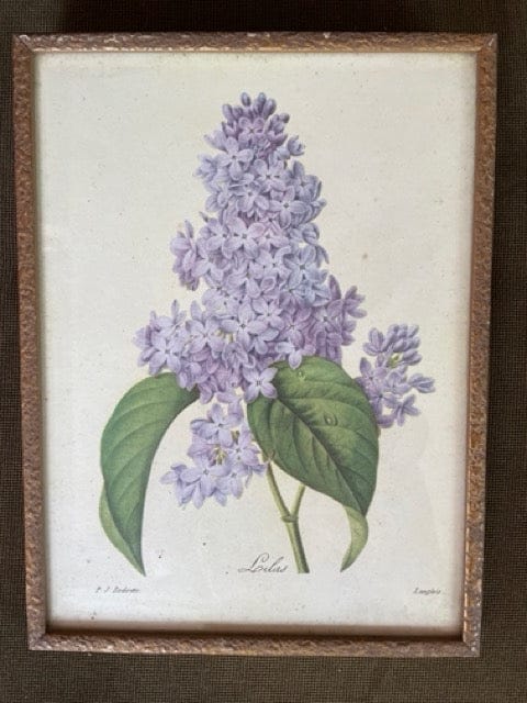 Vintage print of Lilac flower