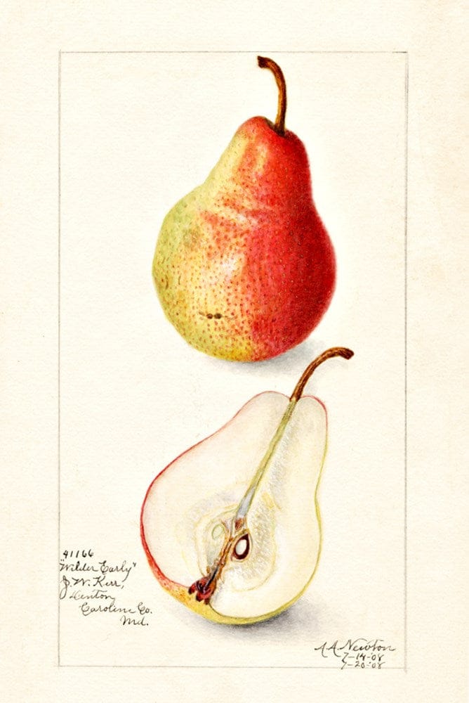 Scented Sachet Pyrus