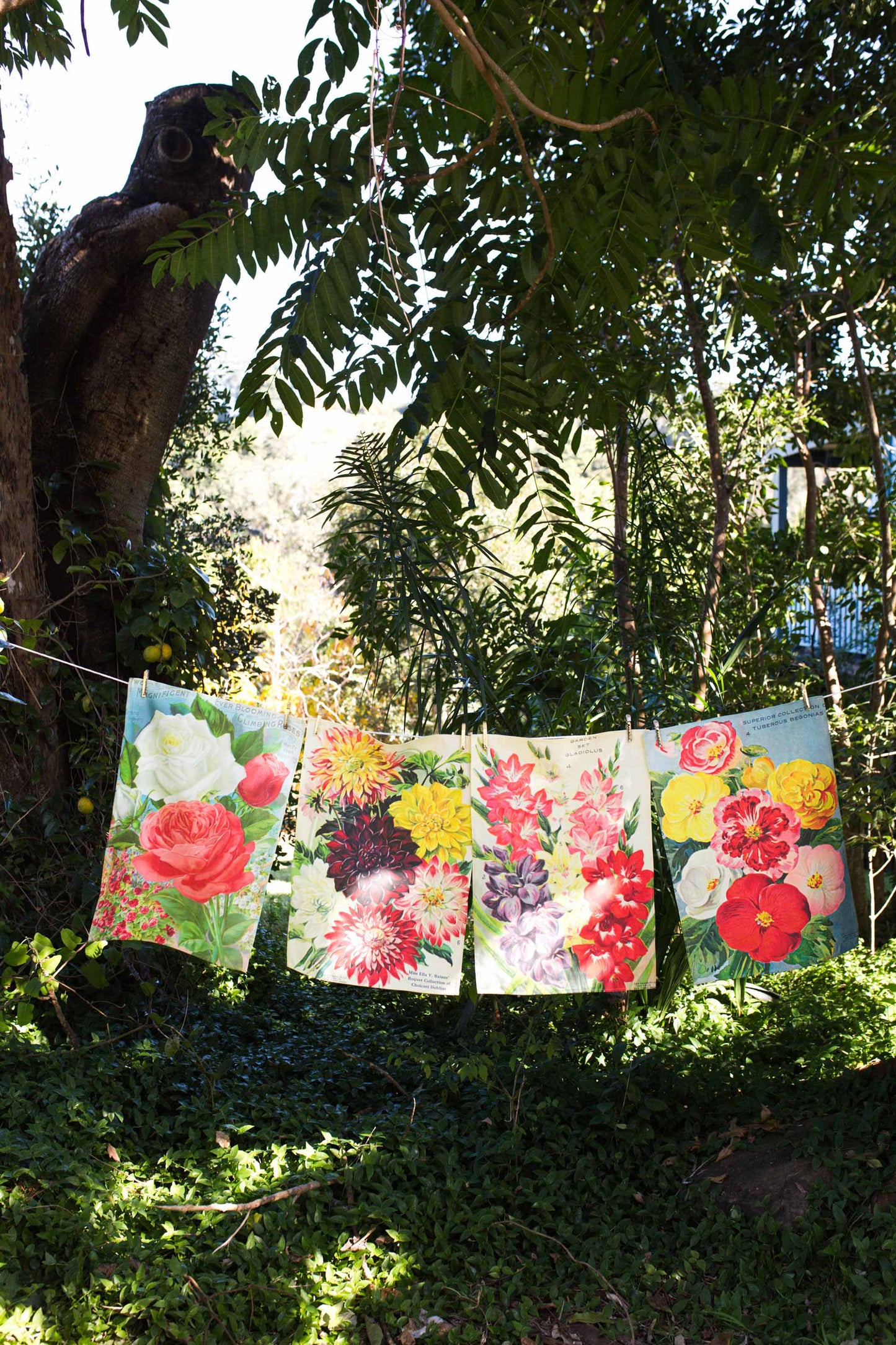 Tea Towel Blooming Roses