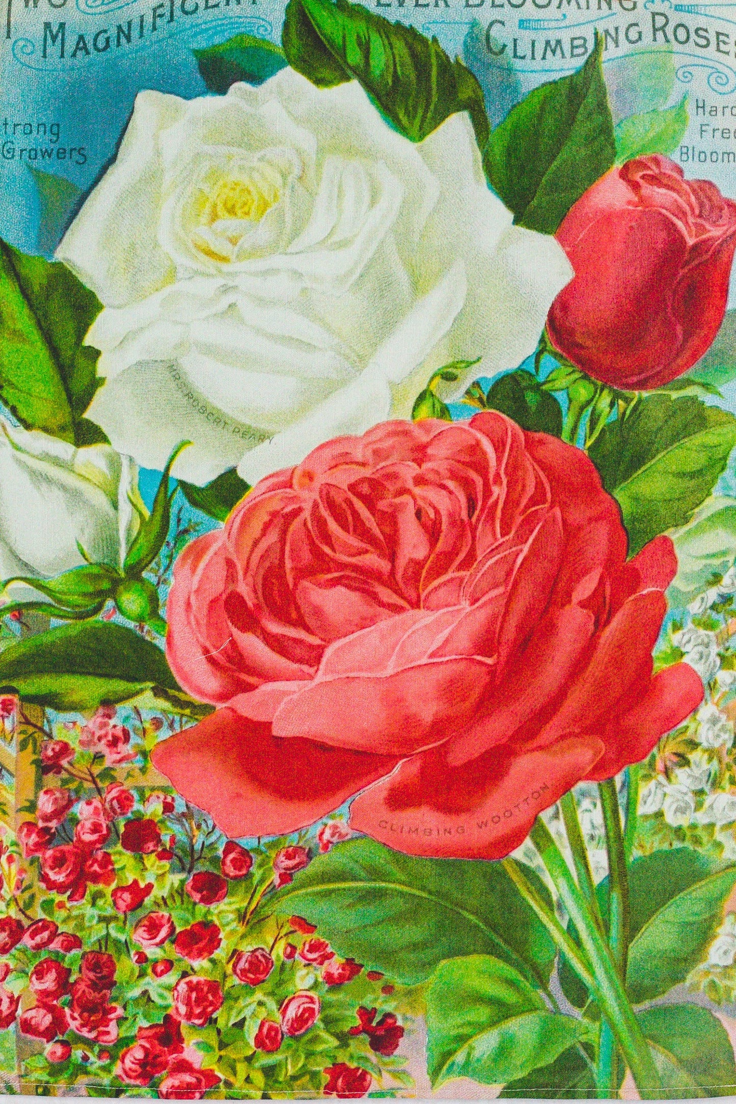 Tea Towel Blooming Roses