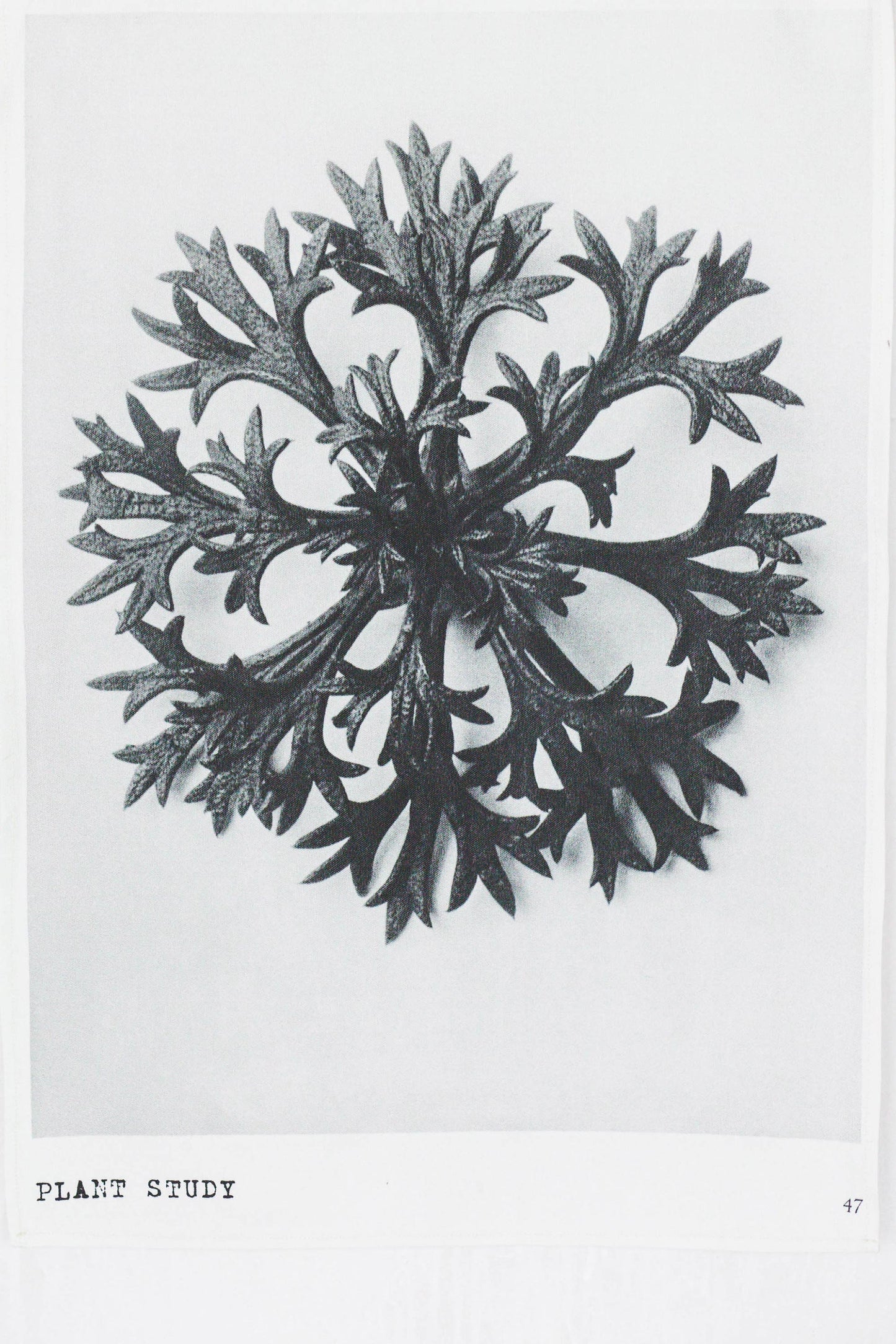 Tea Towel Plant Study 47