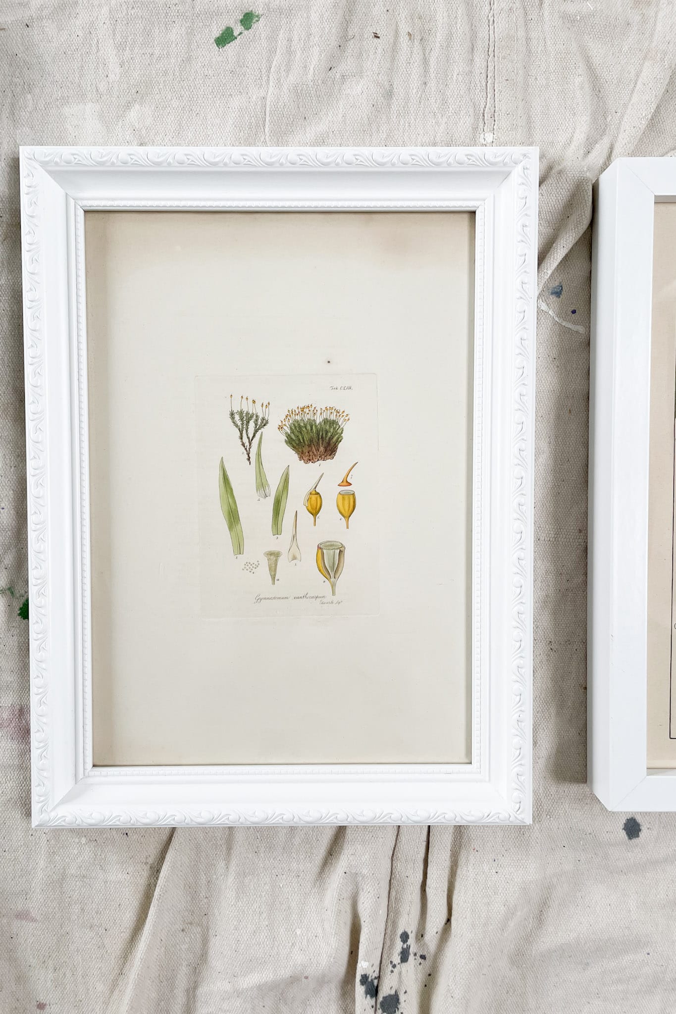 Vintage original framed botanic print A4