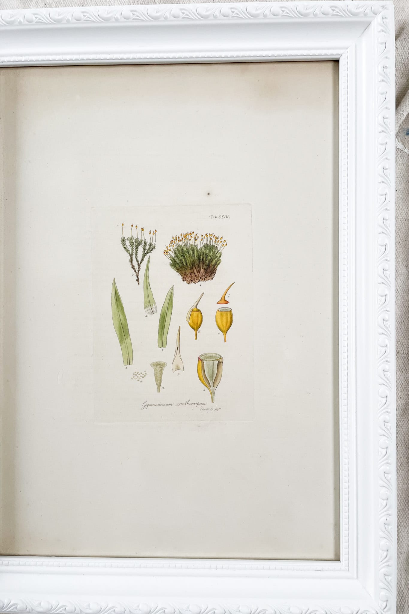 Vintage original framed botanic print A4
