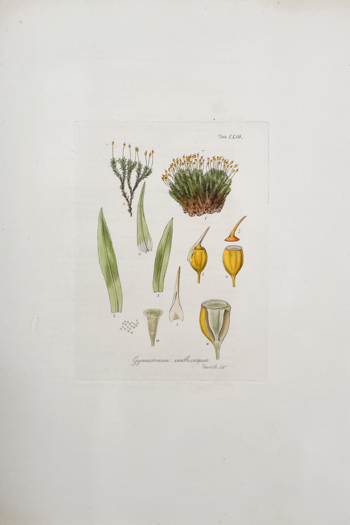 Vintage original framed botanic print A4