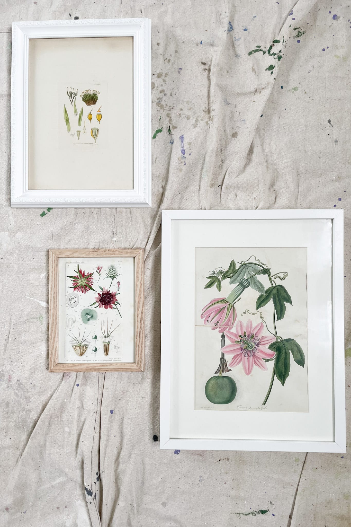 Vintage original framed botanic print A4