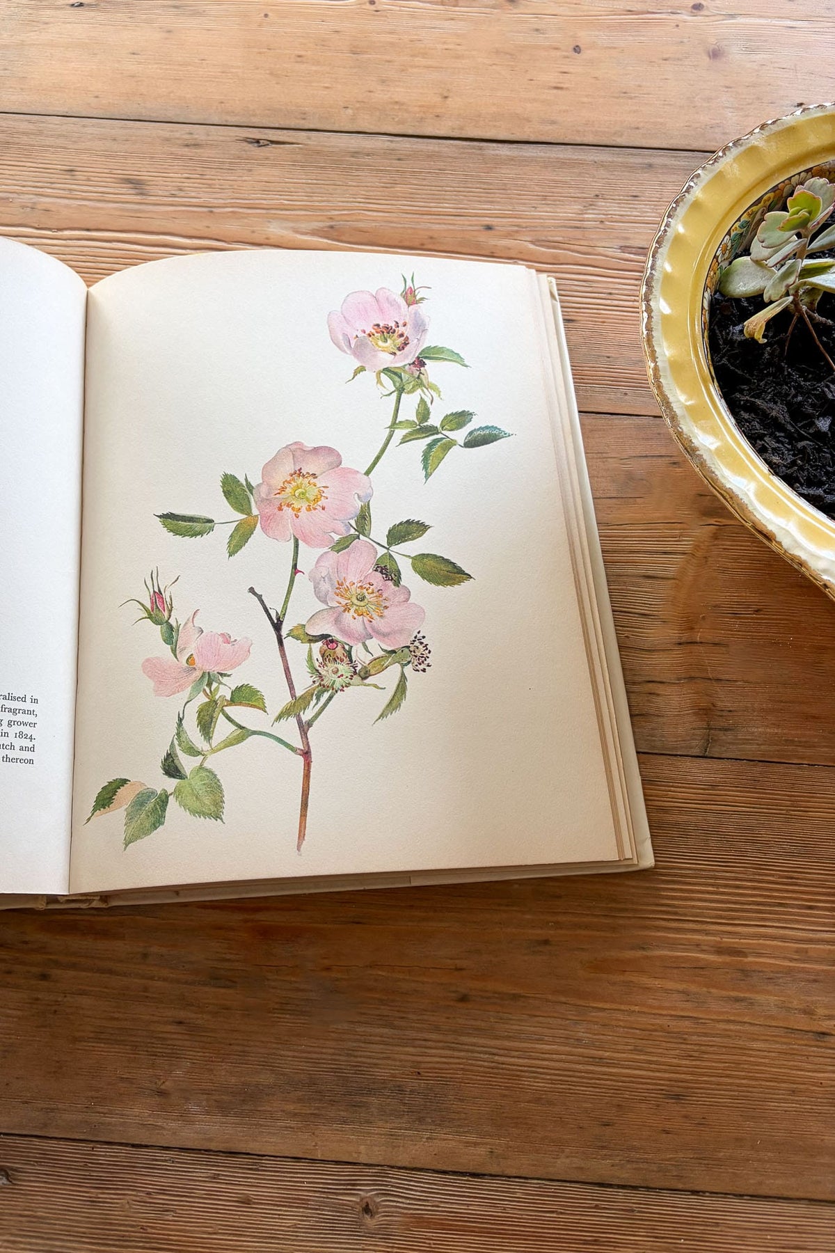 Beautiful Roses Book 1966 by P. Svoboda