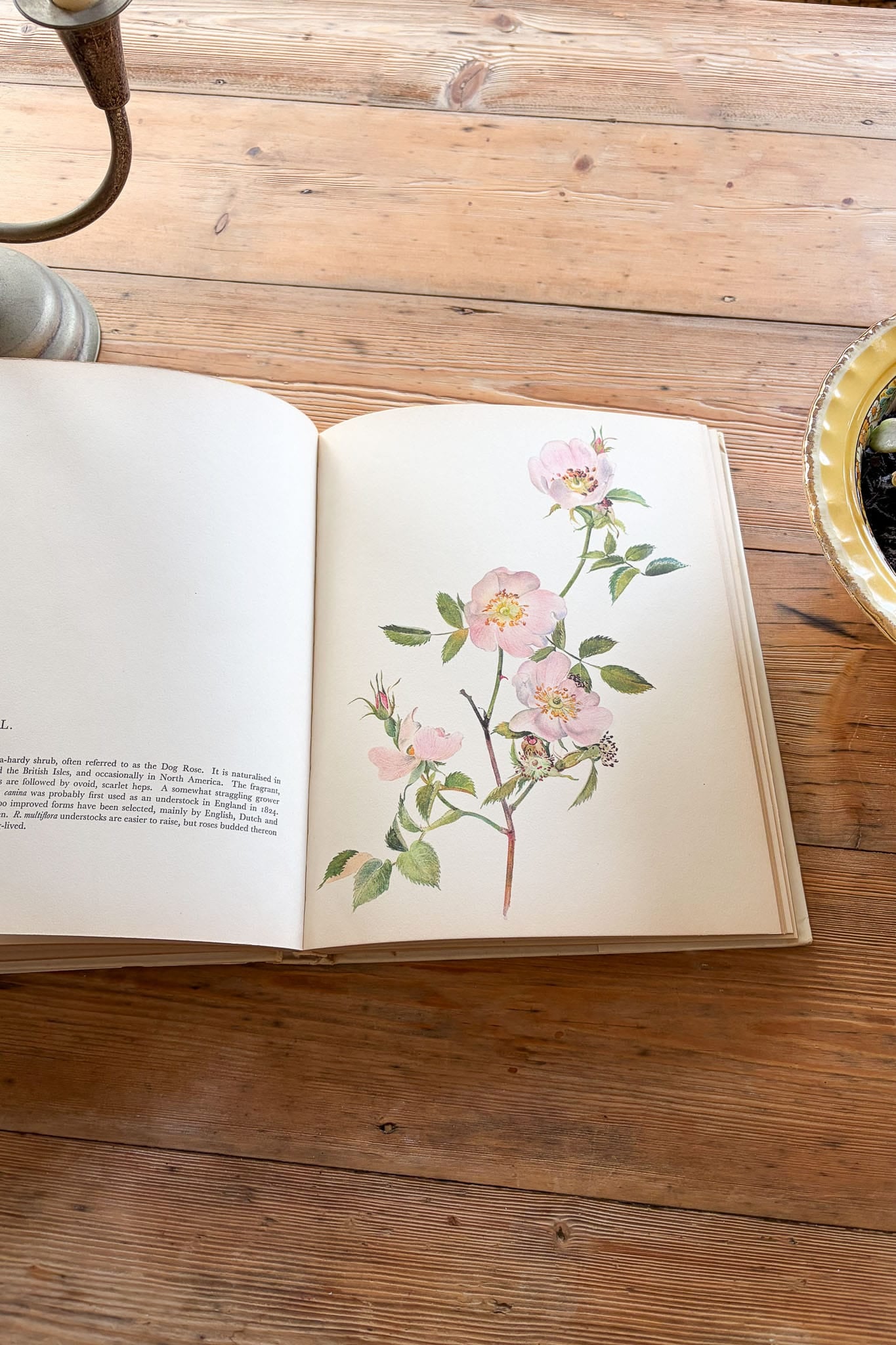 Beautiful Roses Book 1966 by P. Svoboda