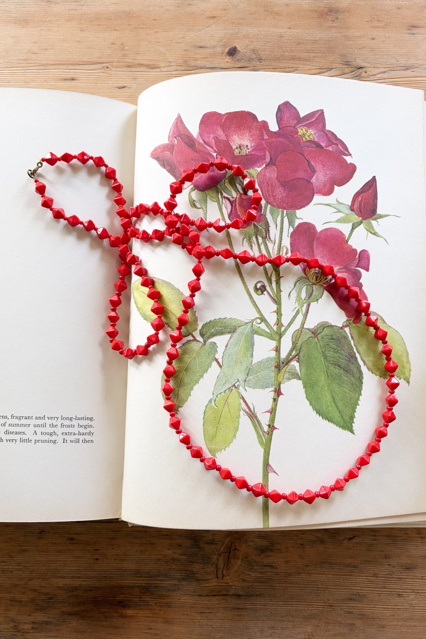 Beautiful Roses Book 1966 by P. Svoboda