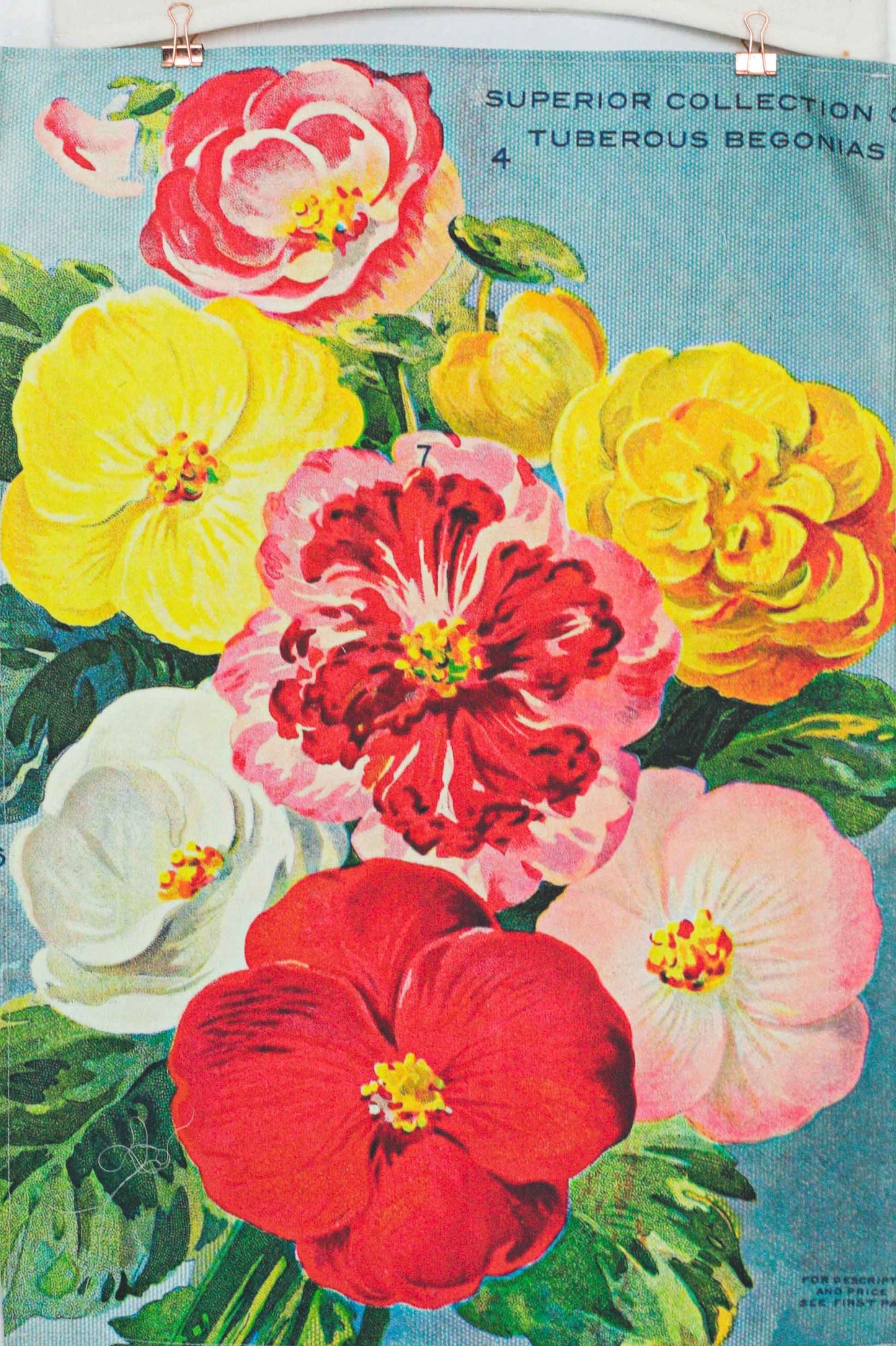Tea Towel Begonias